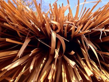Low angle view of plants
