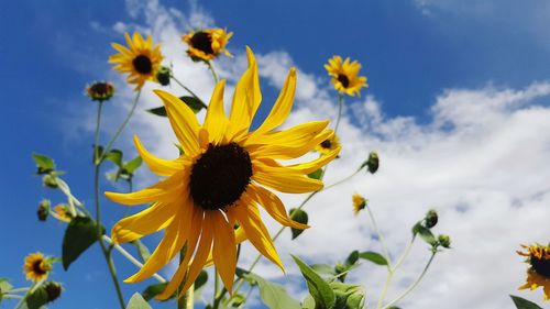 Low angle view of yellow flowers blooming against sky