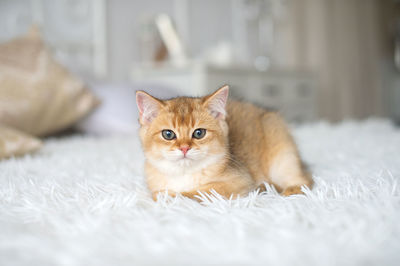 A small red-haired british kitten is lying on a white blanket in the room