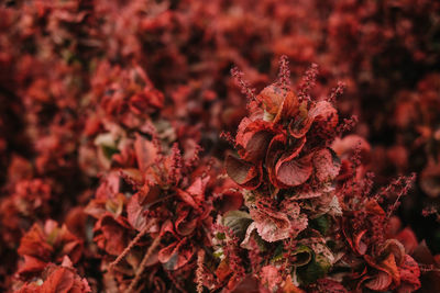 Close-up of red flowering plant