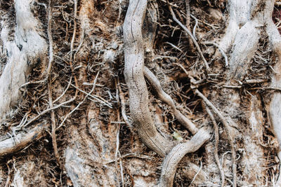 Full frame shot of tree trunk