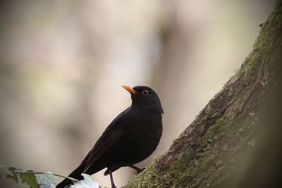 Close-up of blackbird perching on a tree