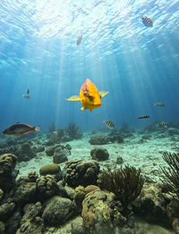 sea