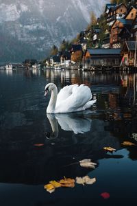 Swan swimming in lake