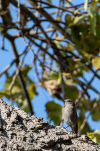 Low angle view of bird perching on tree