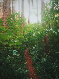 Trees growing in forest