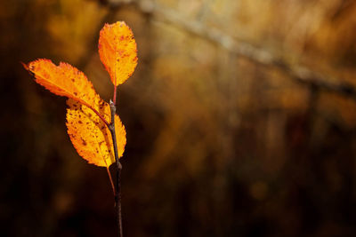 Close-up of yellow maple leaf on tree