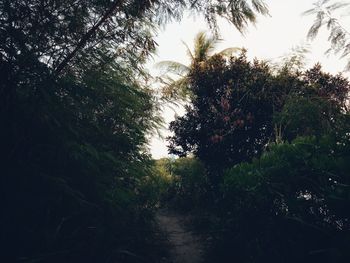 Low angle view of trees in forest against sky