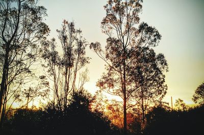 Trees at sunset