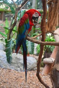 Close-up of bird perching on branch