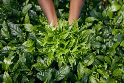 Low section of person holding leaves on field