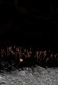 Firework display at night