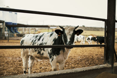 Cow looking through fence at ranch