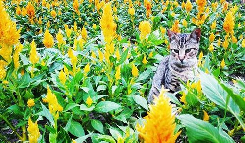 Plant growing in a garden