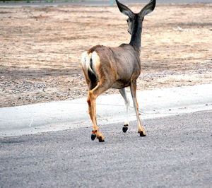 Horse standing on road