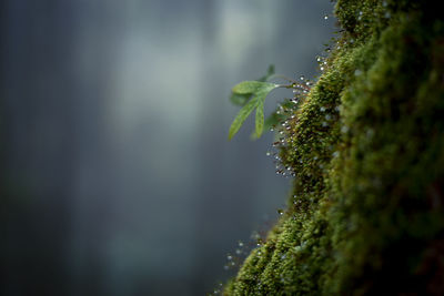 Selective focus dew and green moss on pine trunks see the wet in the rainy season in the humid 