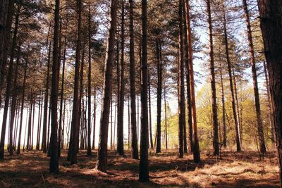 Trees in forest