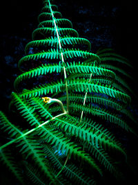 Close-up of illuminated tree against black background