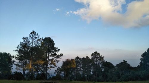 Trees on field against sky