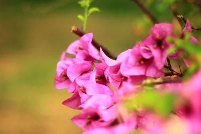 Close-up of pink flowers