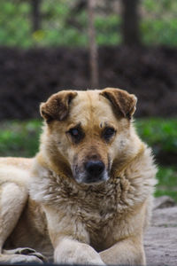 Close-up portrait of dog