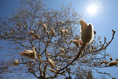 Low angle view of flower tree against sky on sunny day