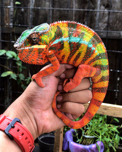 Colorfull panther chameleo