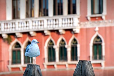 Bird perching on a building