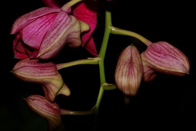 Close-up of pink flowers blooming against black background