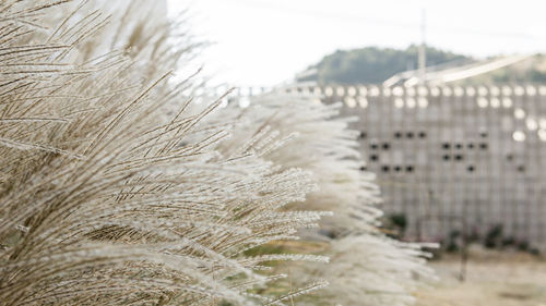 Close-up of plants on land against sky