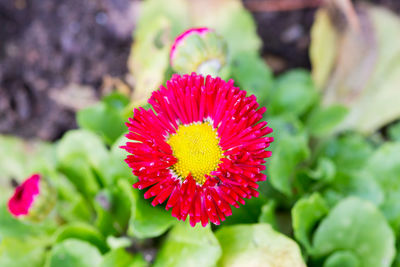 Close-up of red flower blooming outdoors