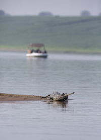 Boat in a sea