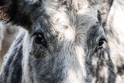 Close-up of horse