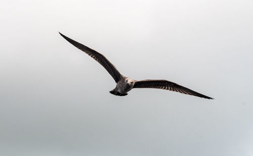 Close-up of bird flying in clear sky