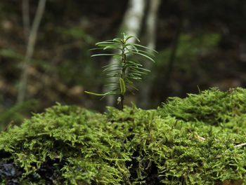 Close-up of fern growing on field