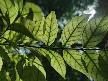 Close-up of green leaves