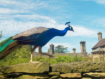 View of bird against blue sky