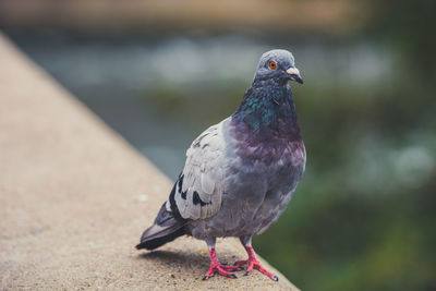 Close-up of pigeon perching outdoors