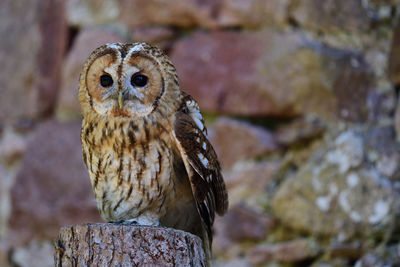 Close-up of owl perching on rock