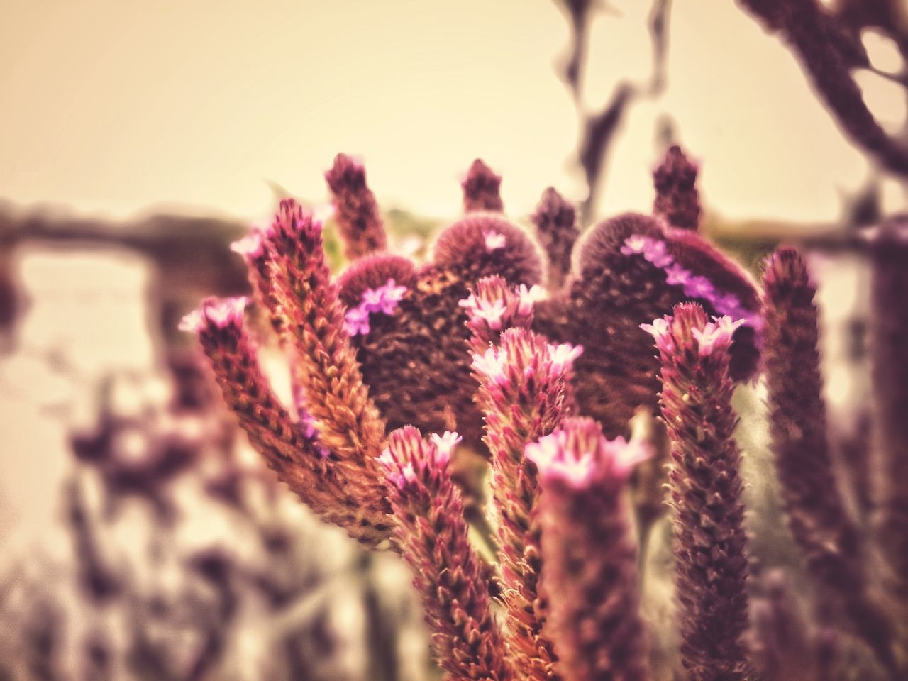 CLOSE-UP OF PINK FLOWERING PLANT ON FIELD