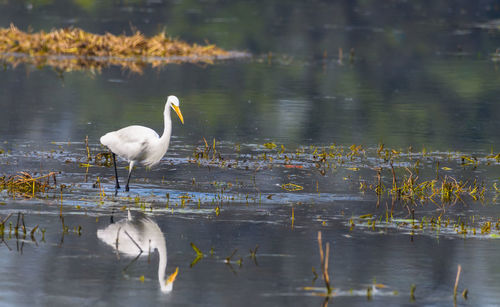 White birds in a lake