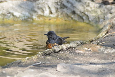 Bird on rock by lake
