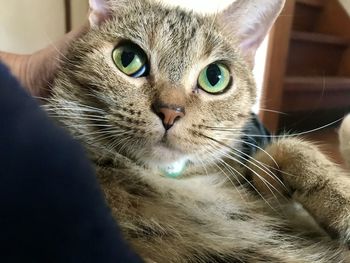 Close-up portrait of a cat