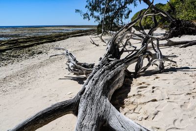 Close-up of tree trunk on beach against clear sky