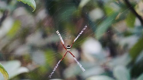 Close-up of spider on web