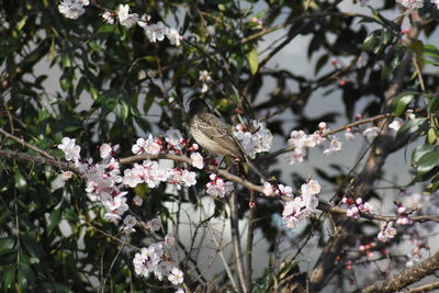 Cherry blossoms in spring