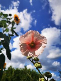 Low angle view of flowering plant against sky