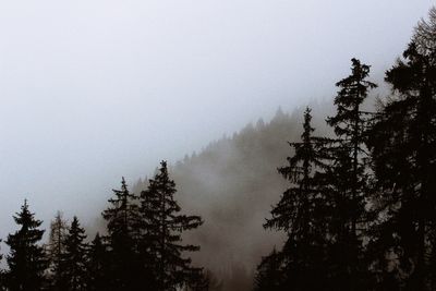 Pine trees in forest against sky during winter