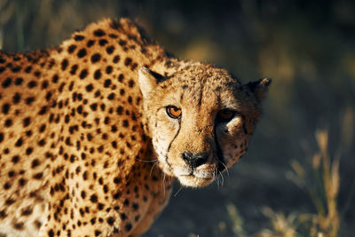 Close-up of cheetah