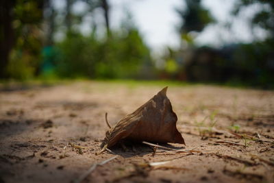Close-up of dried leaves on dirt road